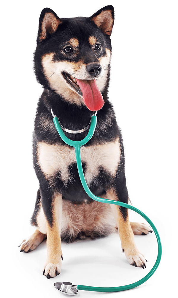 siba inu dog with stethoscope