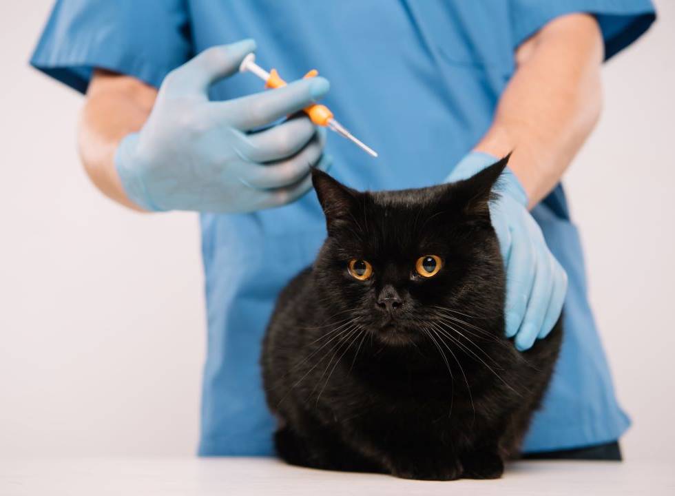 group of veterinarians microchipping cat
