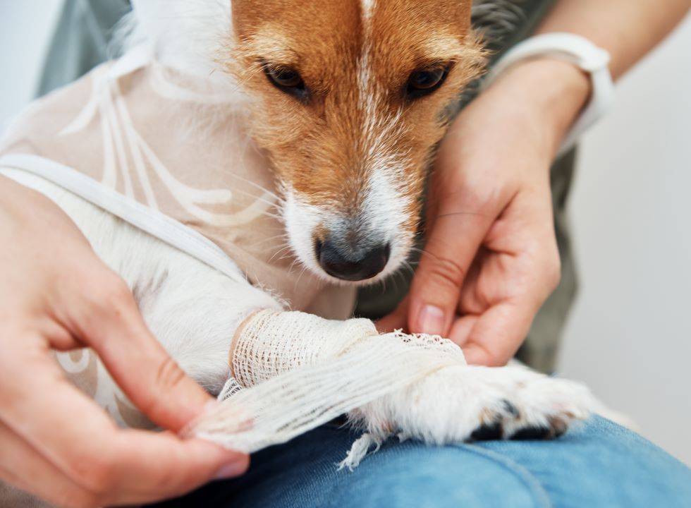 veterinary examining a dog