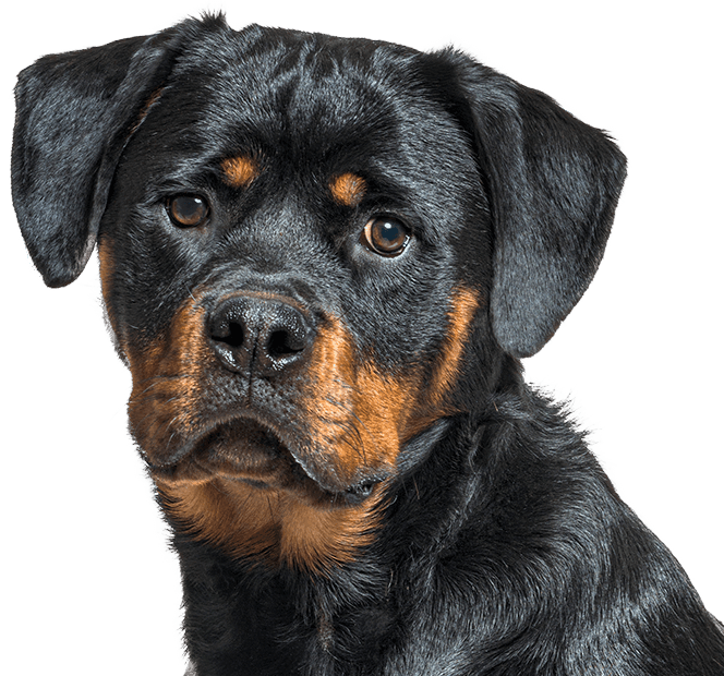 young rottweiler dog