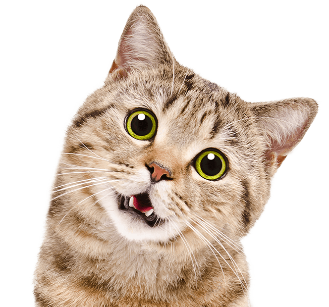 funny cat with open mouth