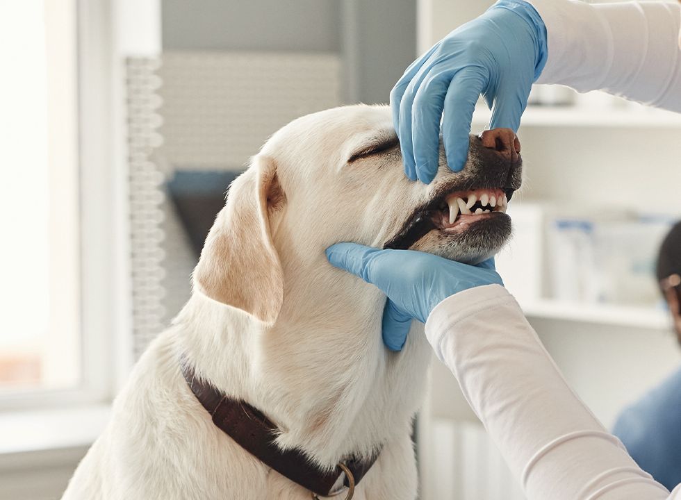 veterinarian checking the teeth of a labrador dog