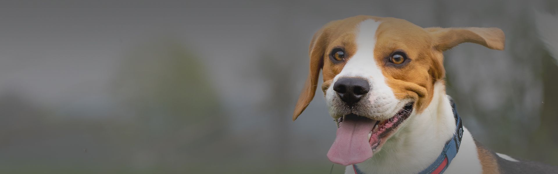 happy beagle dog running