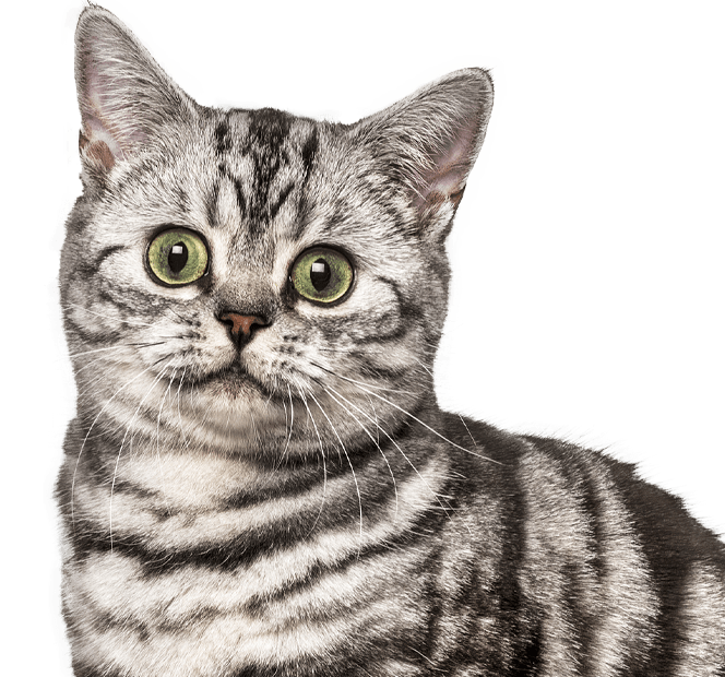 shorthair british cat