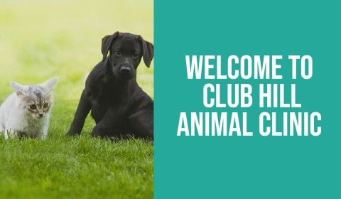 Welcome to Club Hill Animal Clinic