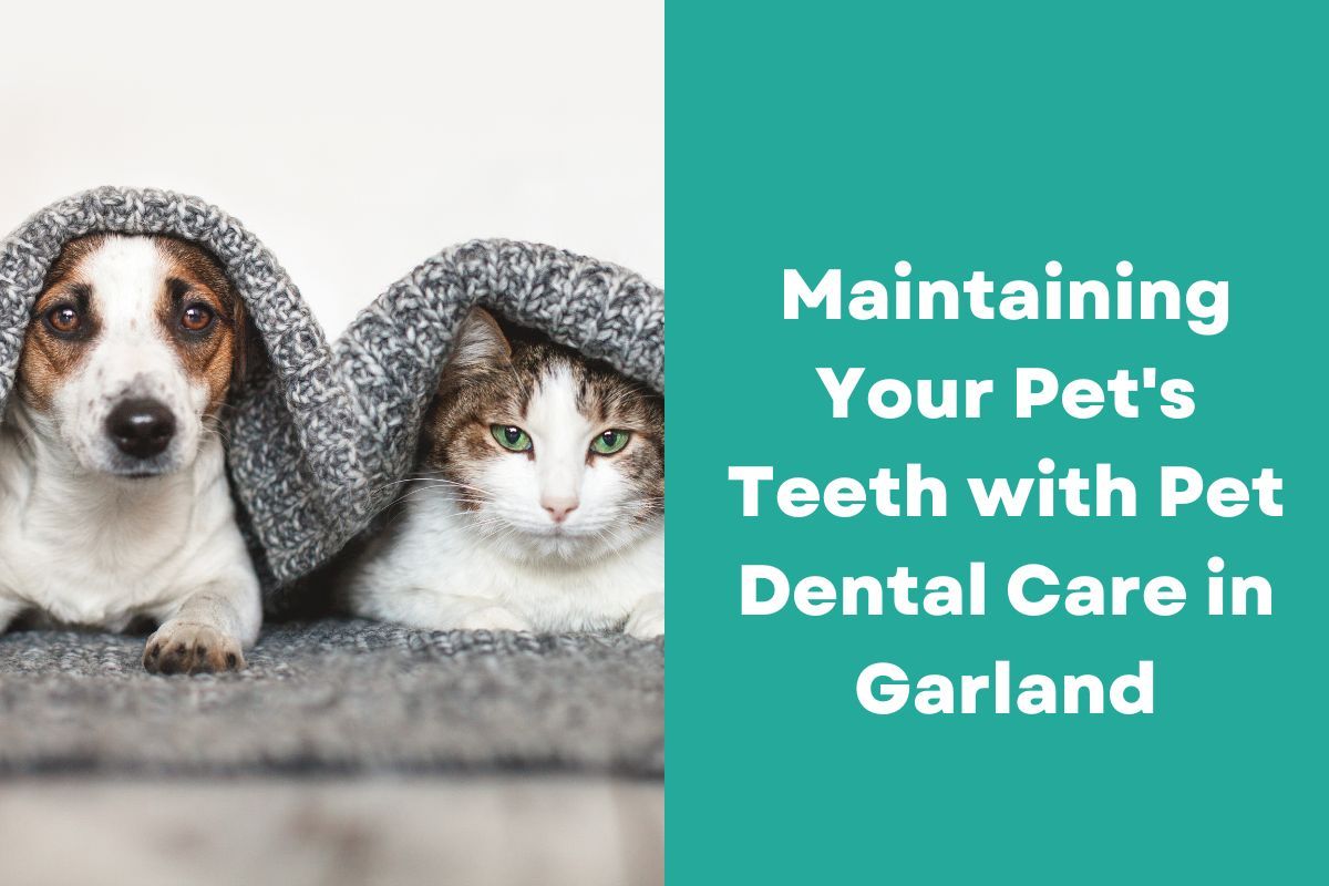 Maintaining Your Pet's Teeth with Pet Dental Care in Garland - Blog