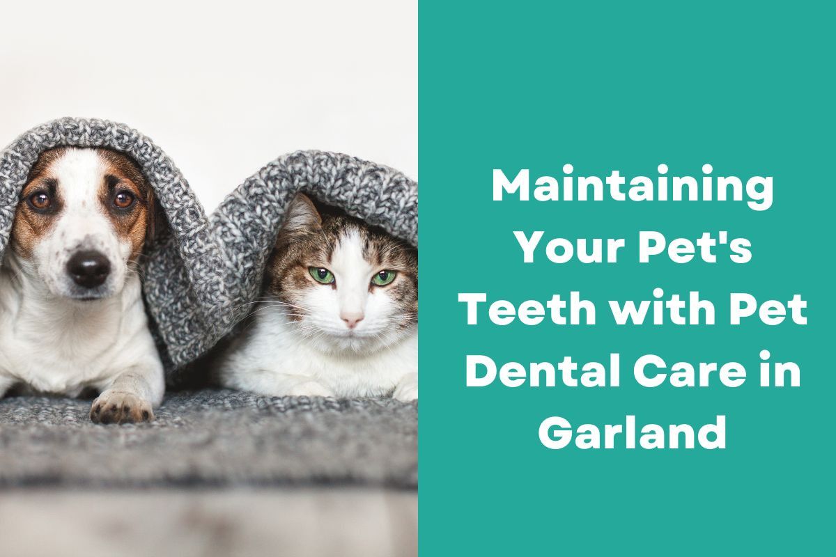Maintaining-Your-Pets-Teeth-with-Pet-Dental-Care-in-Garland-1