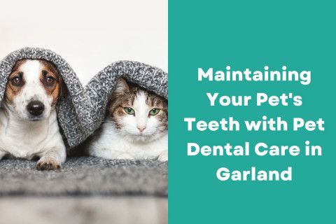Maintaining Your Pet's Teeth with Pet Dental Care in Garland