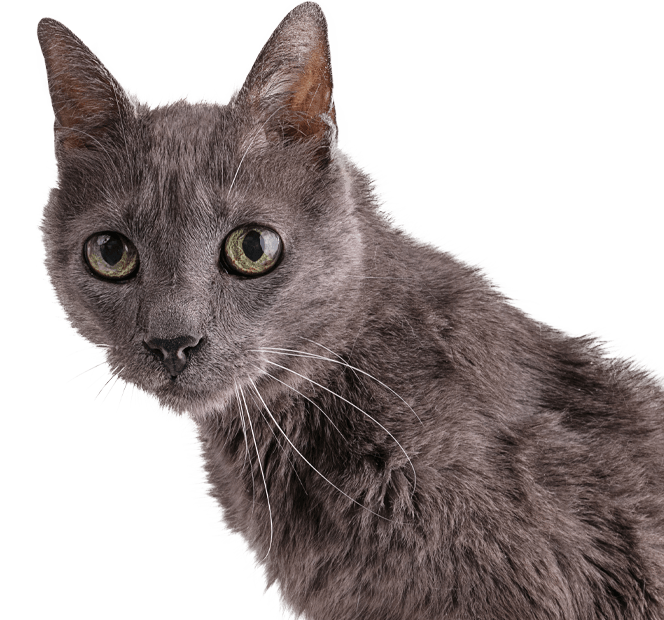 very old gray cat