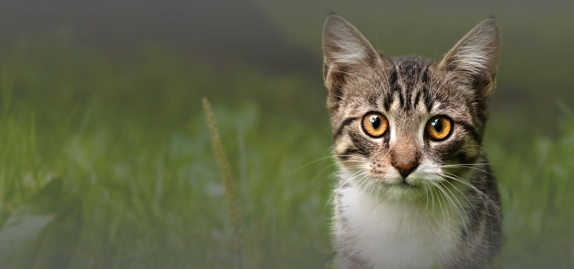 little striped kitten among green grass