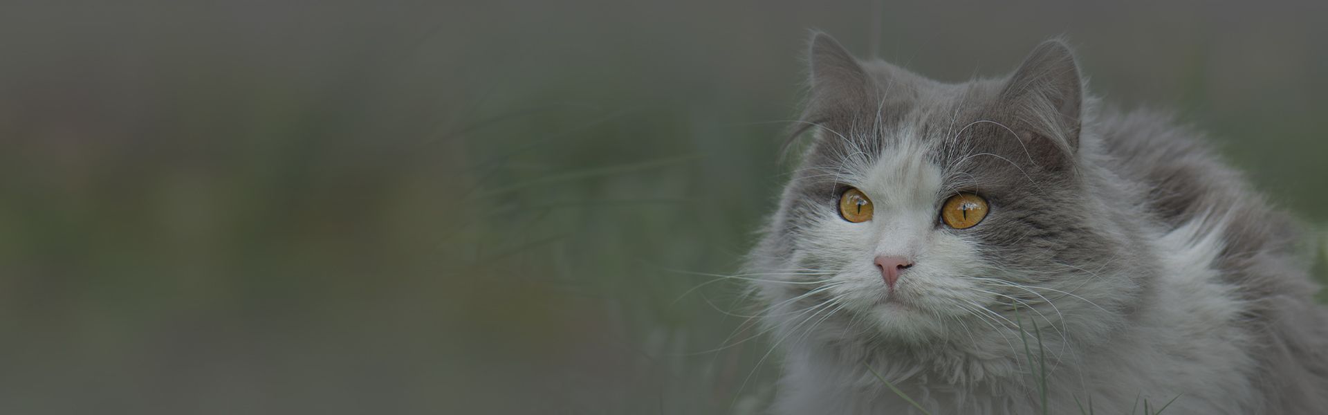 fluffy gray and white cat