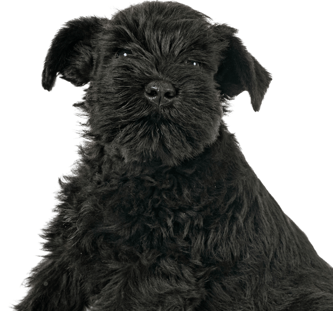 miniature schnauzer dog