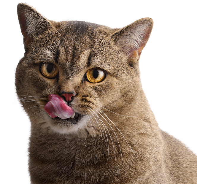 cat licks his lips after eating