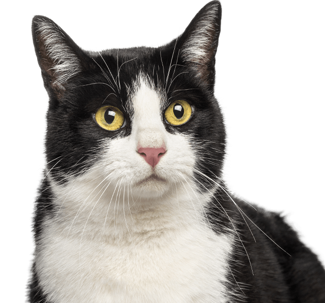 black and white cat with yellow eyes