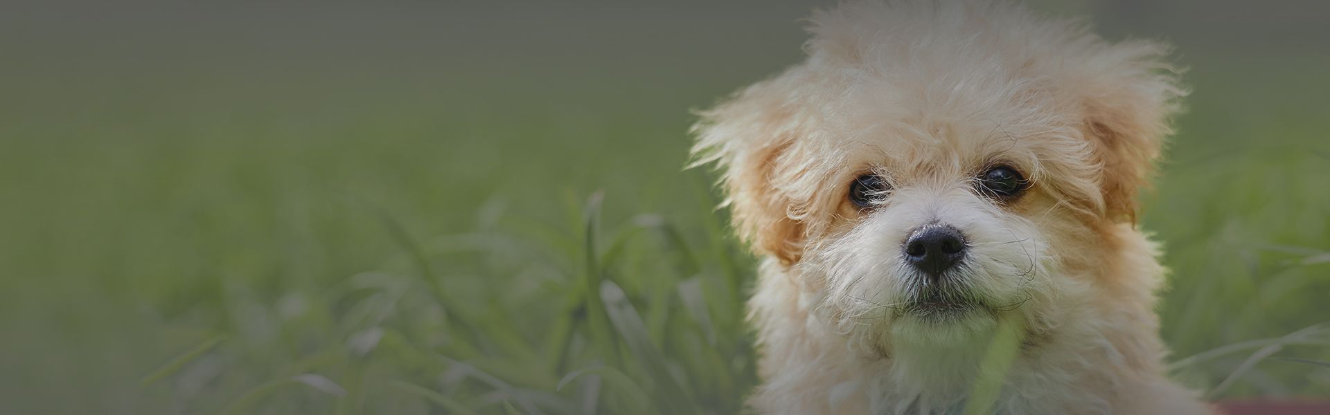 little maltipoo puppy amoung green grass