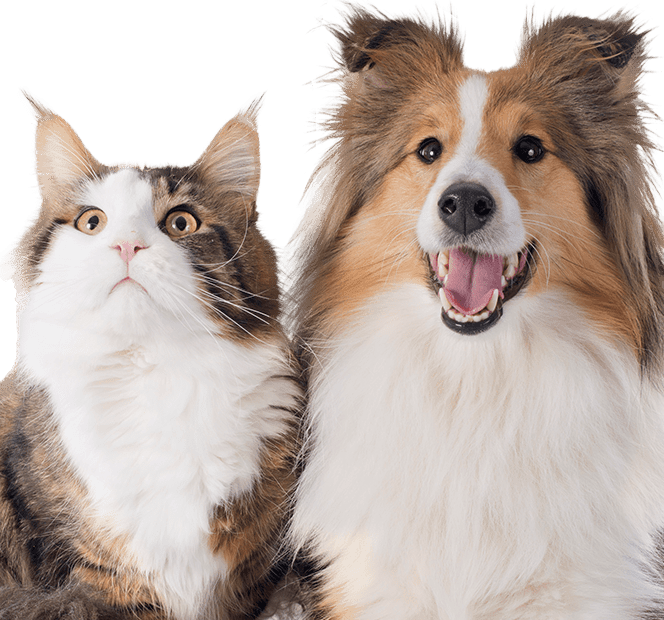 shetland dog and mainecoon cat