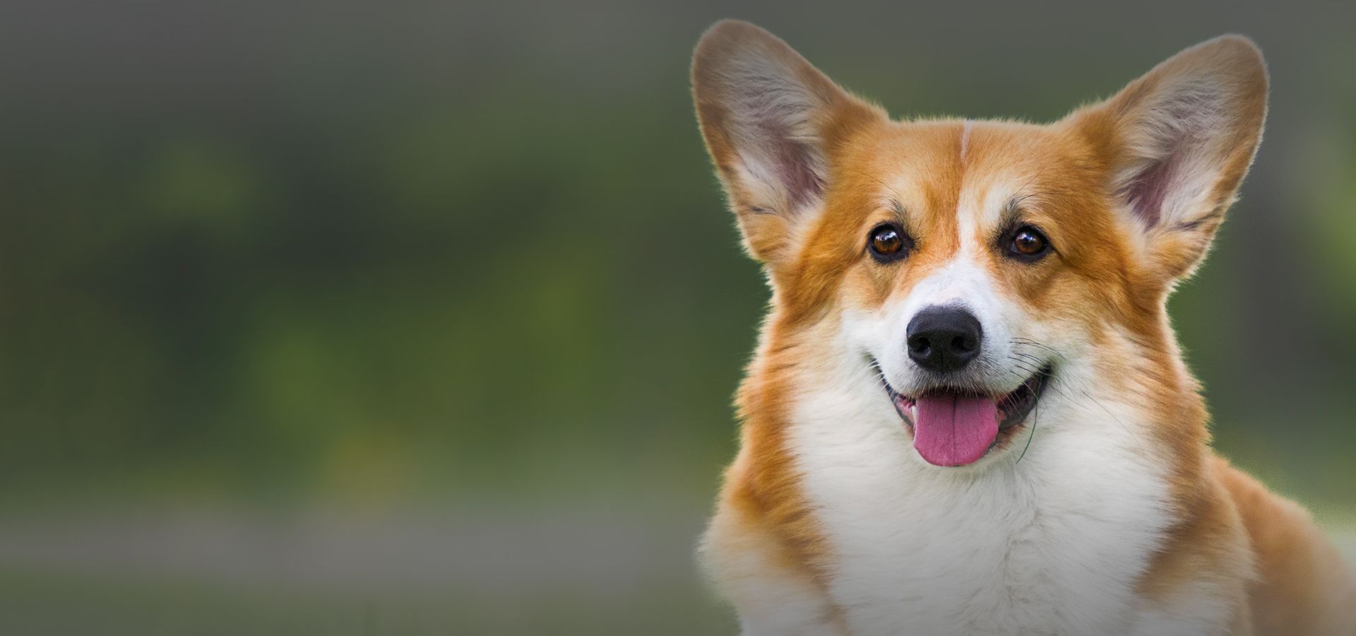 smiling welsh corgi dog