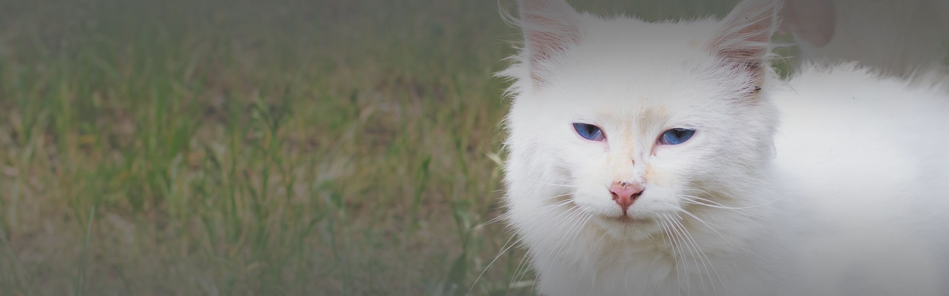 fluffy white stray cat