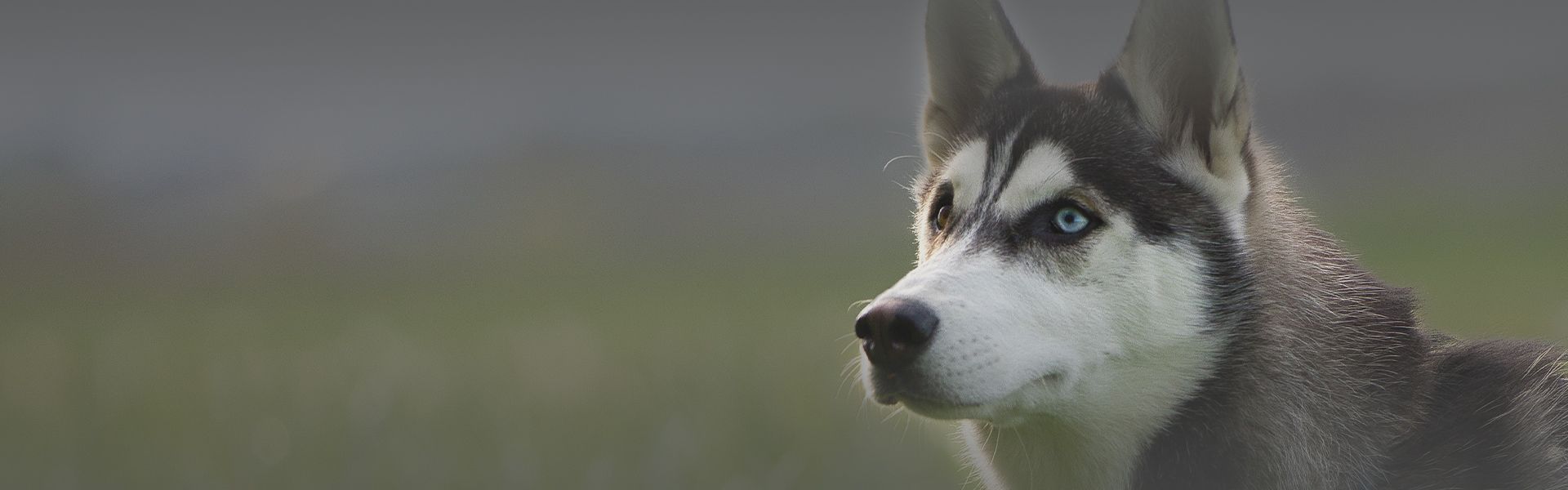 husky puppy in a green field