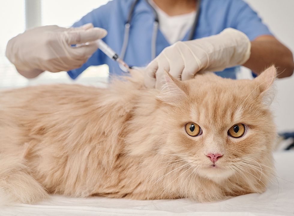 vet vaccinating ginger cat