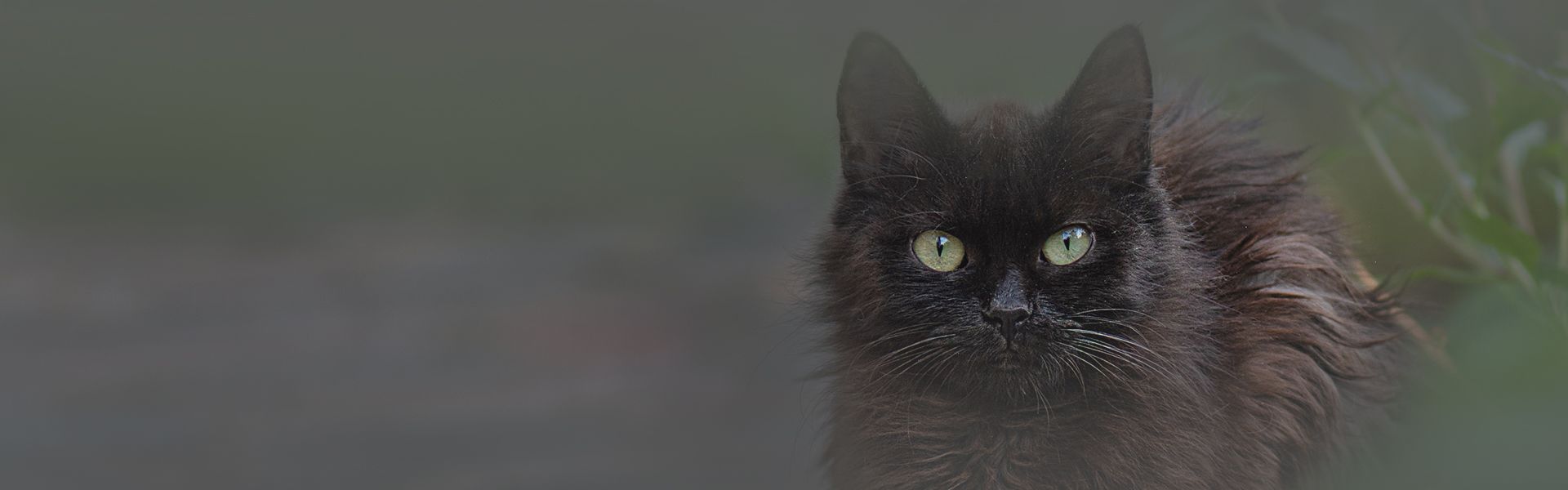 black furry cat on green grass