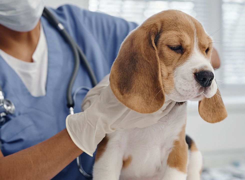 veterinary examining a dog