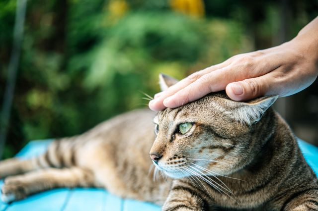 Person petting a tabby cat lying on a blue surface.