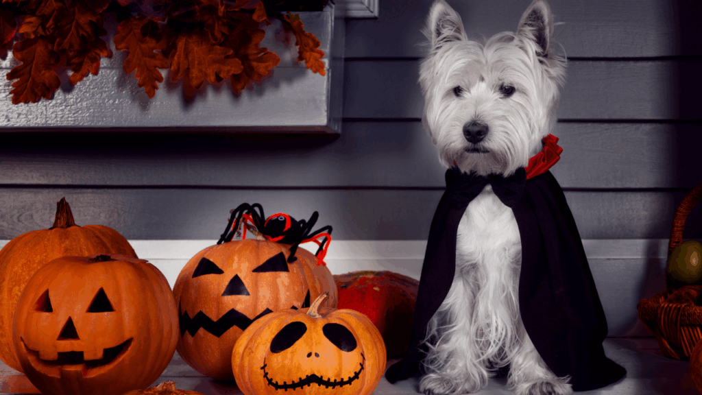 White dog in a black cape with carved pumpkins and a fake spider.