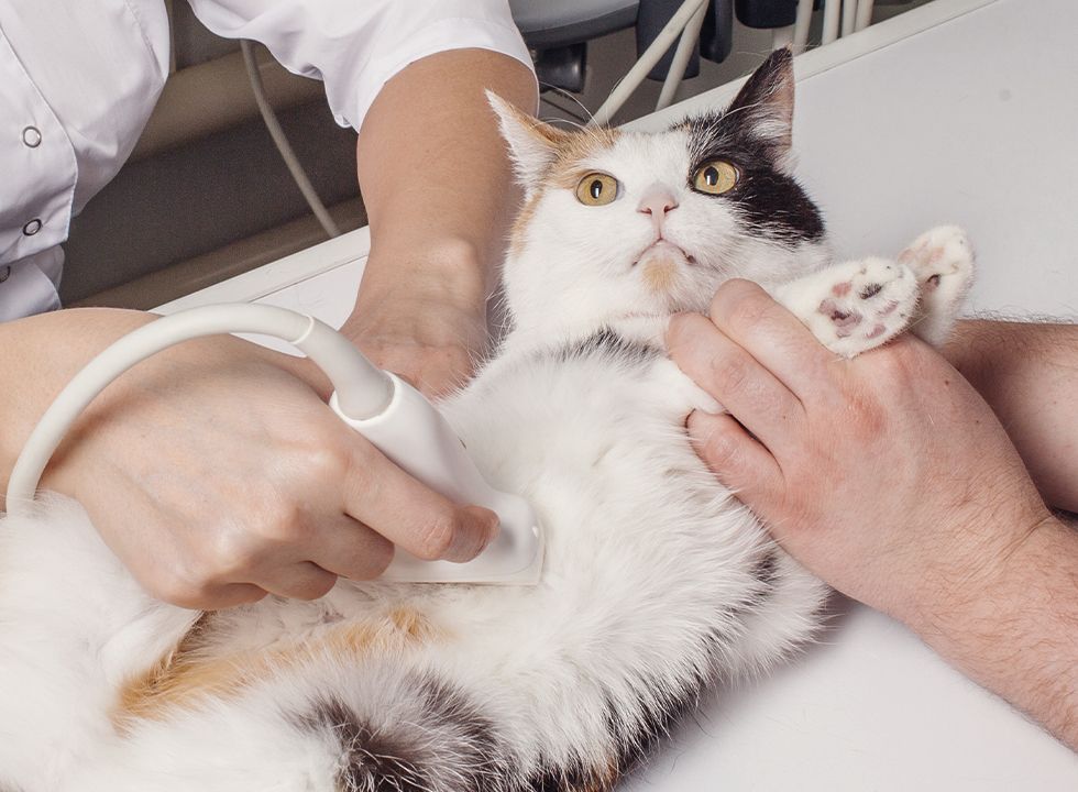 Adorable cat having an ultrasound scan