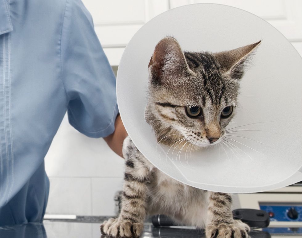 Adorable striped kitten with an elizabethan cone