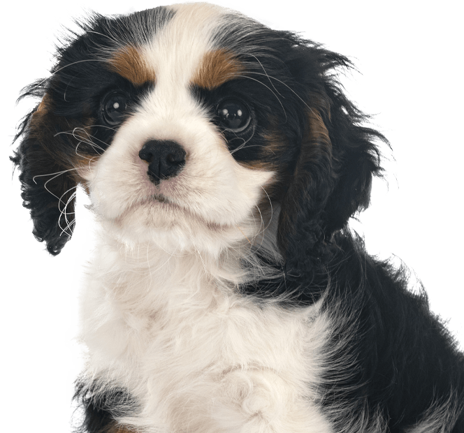 Beautiful puppy dog