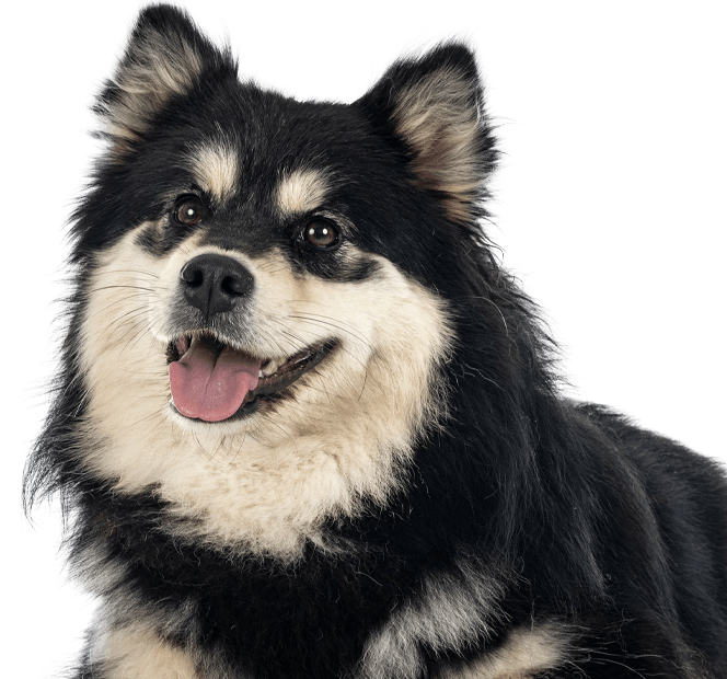 Big furry dog lying down