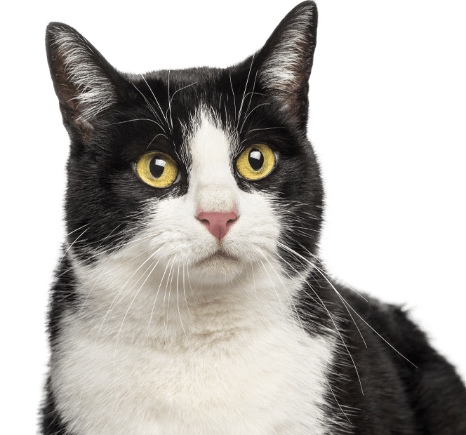 Black and white cat with yellow eyes