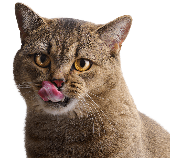 Cat licks his lips after eating