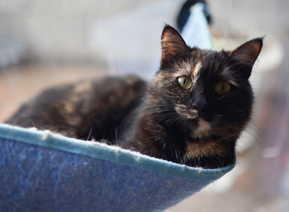Cat lying and resting in a wall glass mounted bed