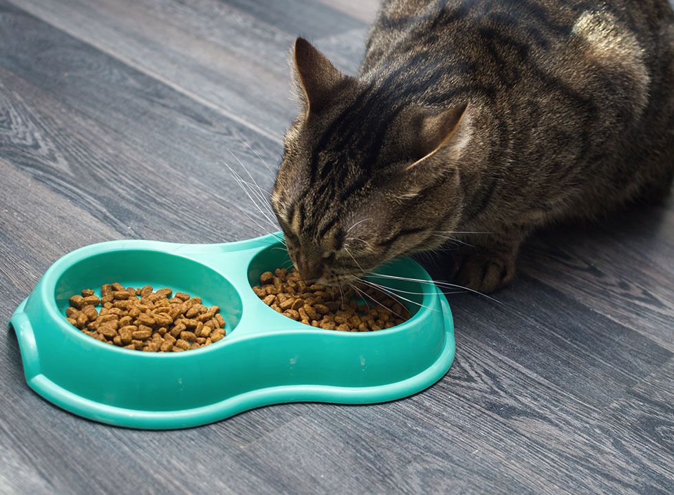 Cat eating kibble from a light aqua blue bowl, enjoying its meal peacefully.