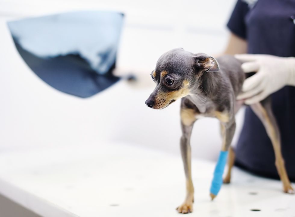 Chihuahua dog at the vet for some x-rays