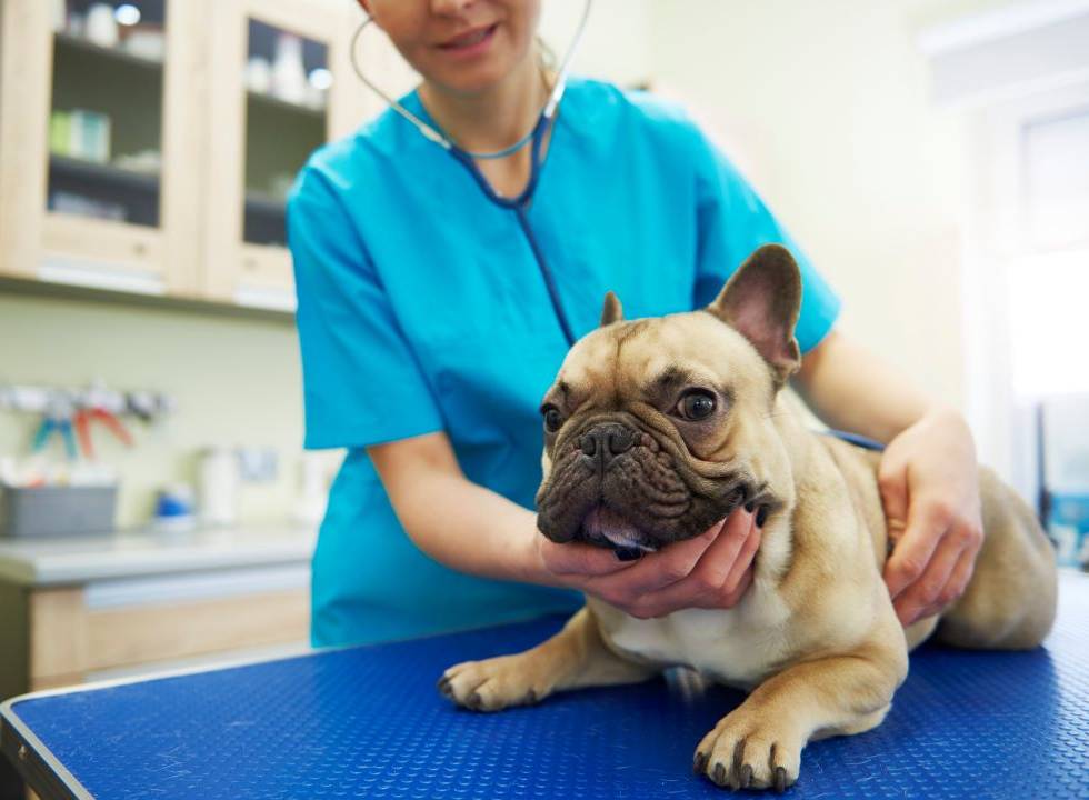 Veterinarian examining a bulldog on a table during a check-up inside a bright veterinary clinic.