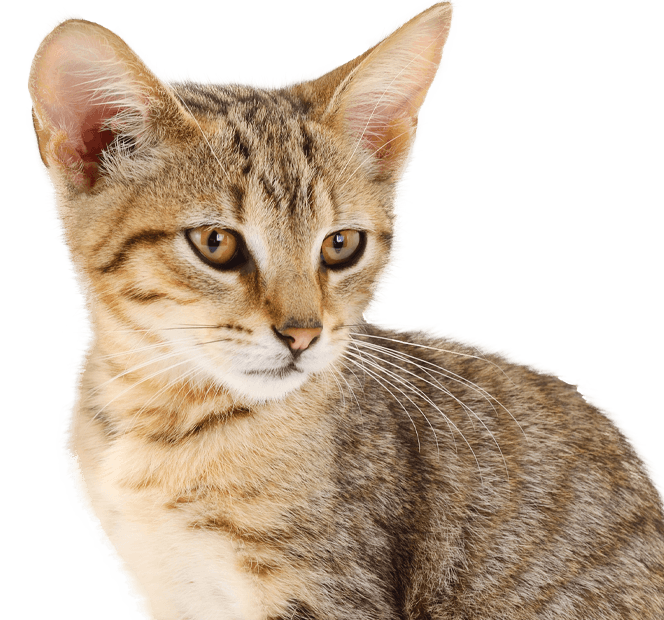 Little brown striped cat