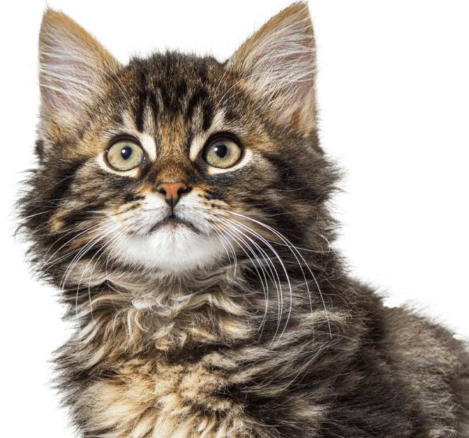 Small kitten with bright green eyes looking up, sitting calmly in a well-lit indoor space.
