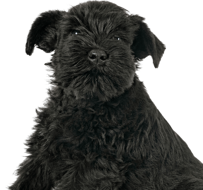 Miniature schnauzer puppy