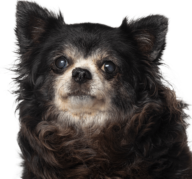 Old furry chihuahua dog
