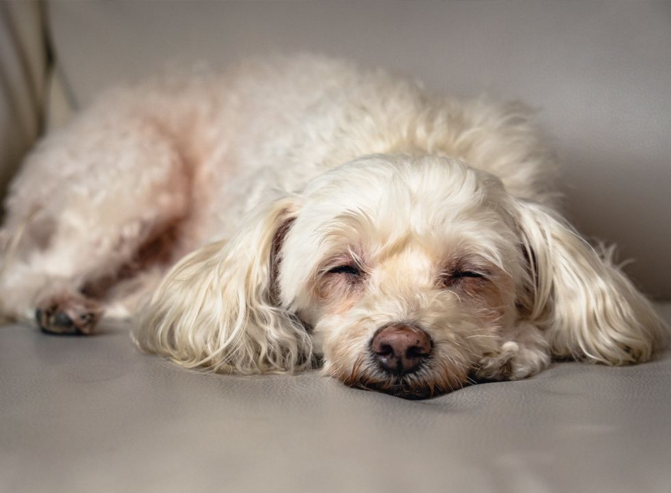 Old furry dog sleeping