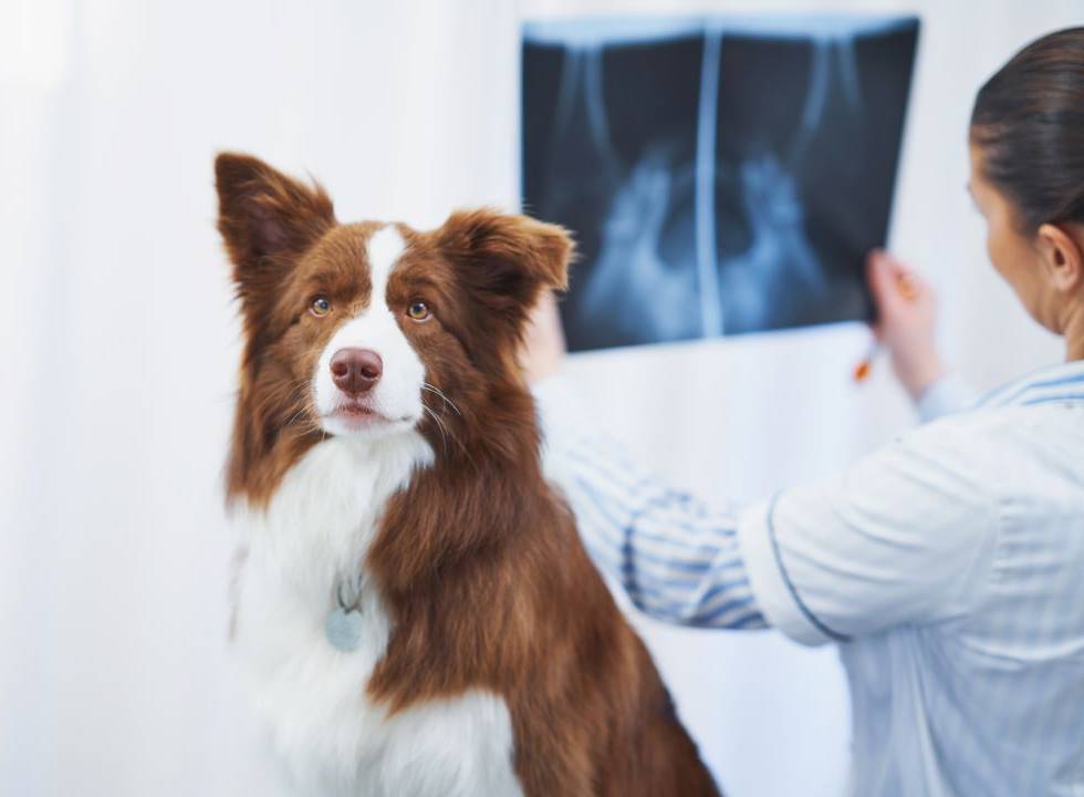 Brown dog in the foreground with a veterinarian in the background holding an X-ray inside a clinic.