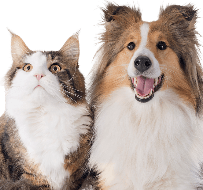 Shetland dog and Maine Coon cat.