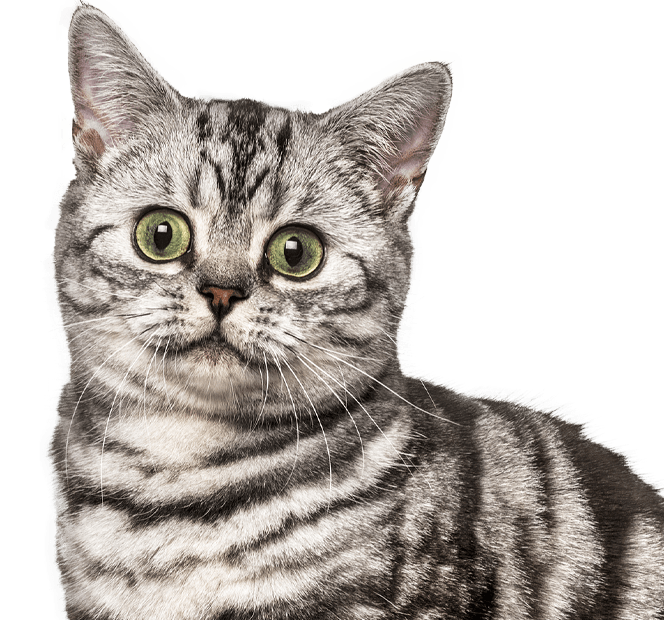 Shorthair british cat