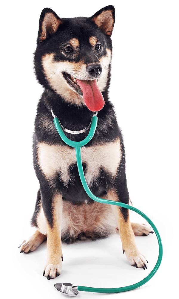 Shiba Inu with stethoscope.