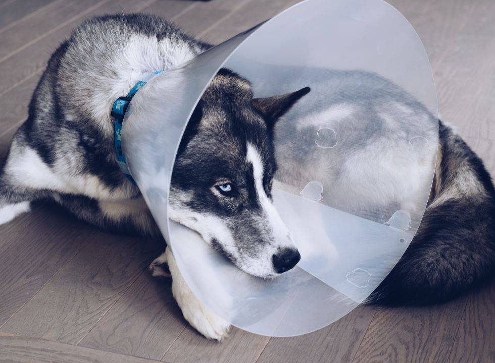 Blue-eyed Husky wearing a protective cone around its neck, recovering from an injury at the vet.
