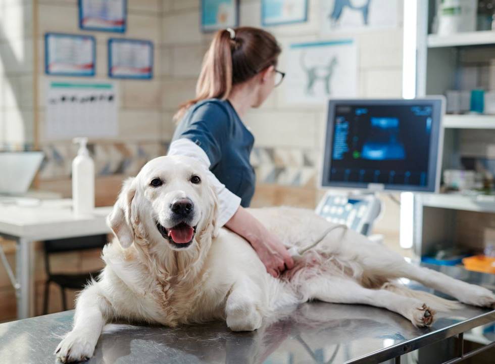 Golden retriever lying on vet table, smiling, while a veterinarian performs an ultrasound examination.