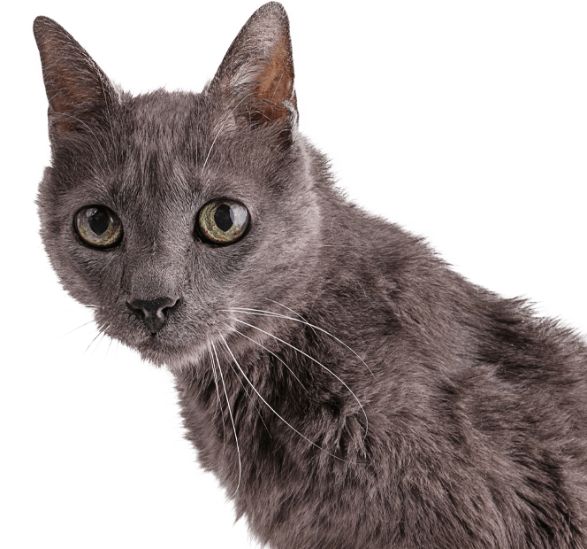 Very old gray cat